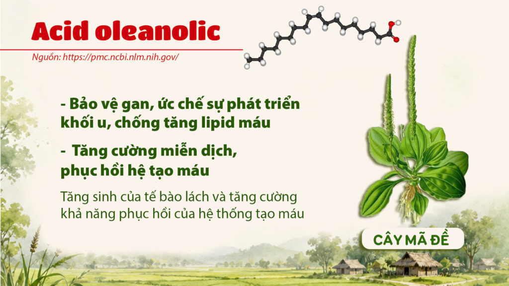 Thành phần hoá học cây mã đề