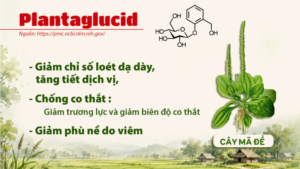Thành phần hoá học cây mã đề