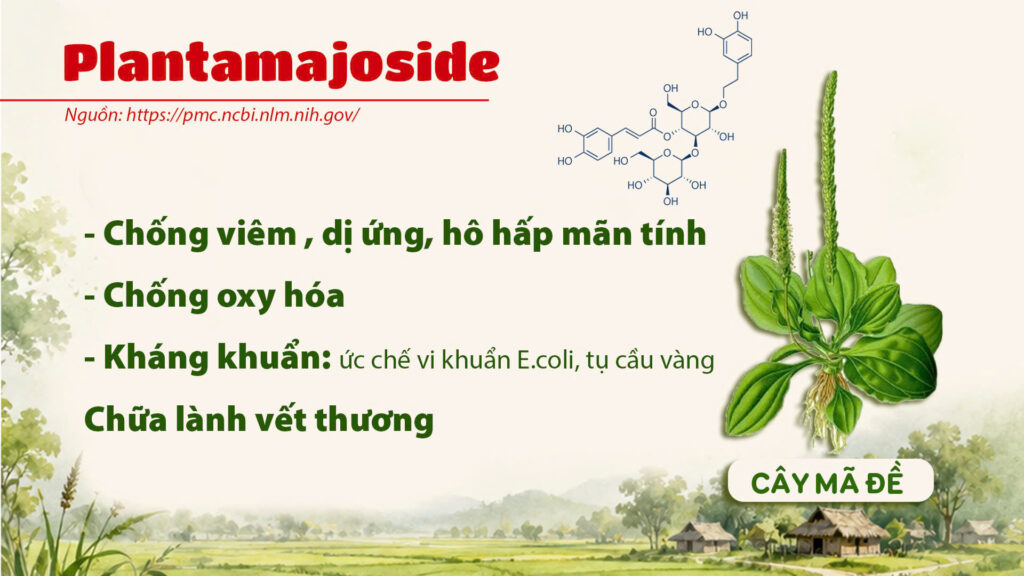 Thành phần hoá học cây mã đề