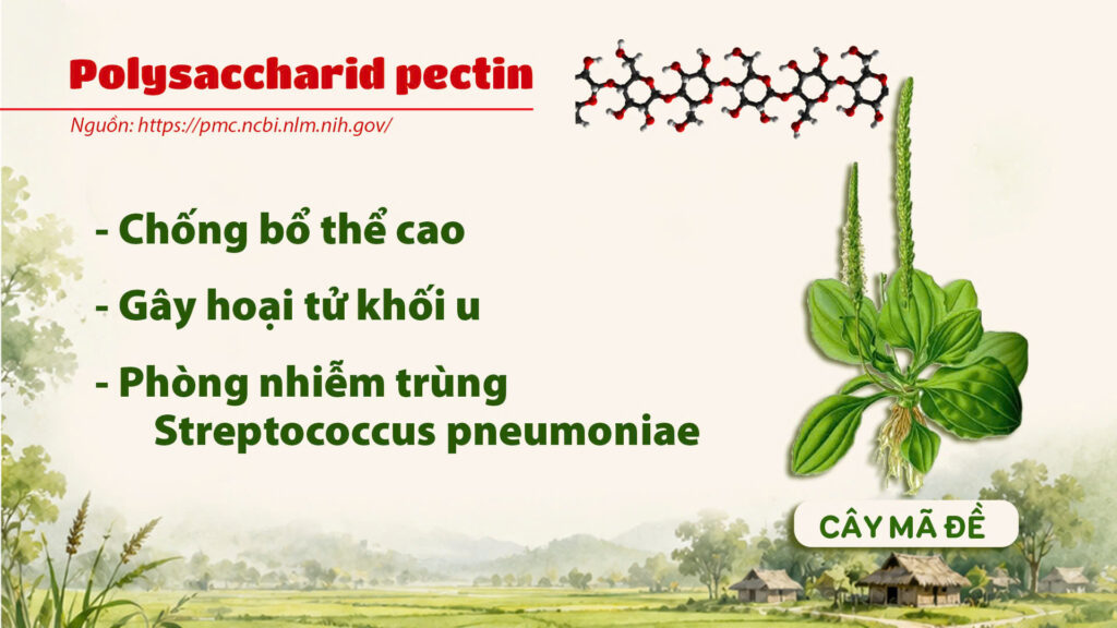 Thành phần hoá học cây mã đề