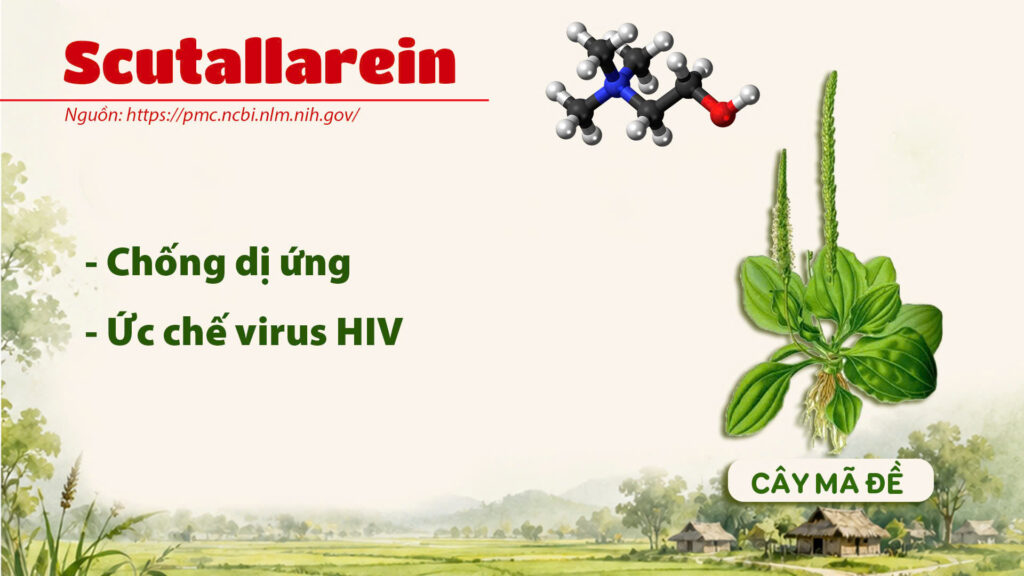 Thành phần hoá học cây mã đề