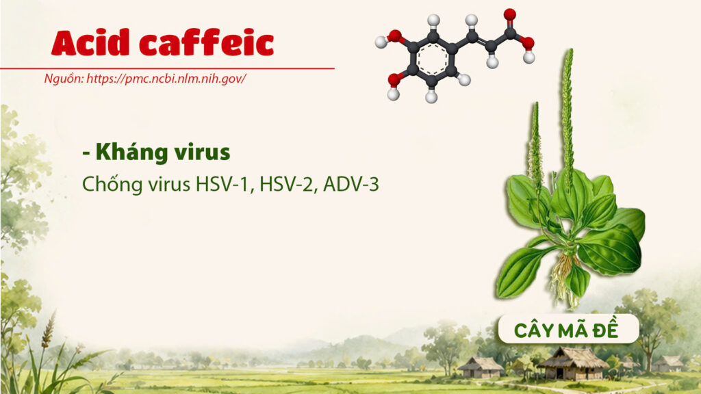 Thành phần hoá học cây mã đề