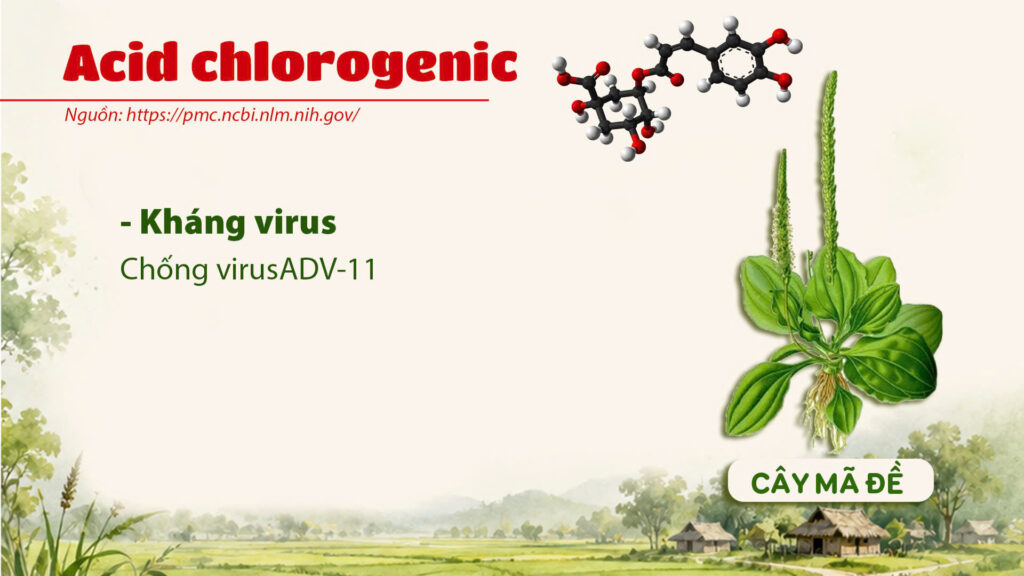 Thành phần hoá học cây mã đề