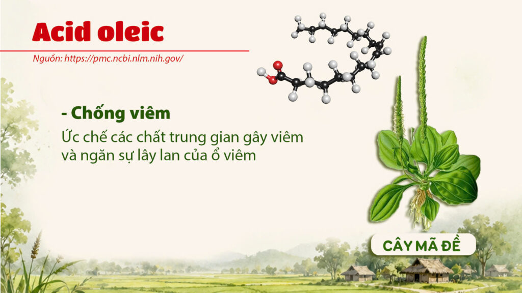 Thành phần hoá học cây mã đề