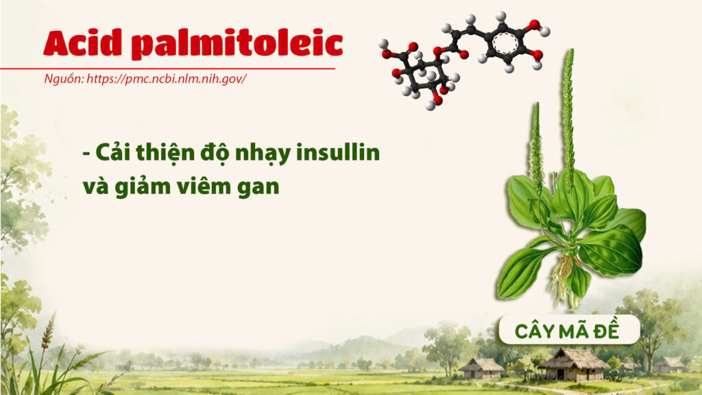 Thành phần hoá học cây mã đề