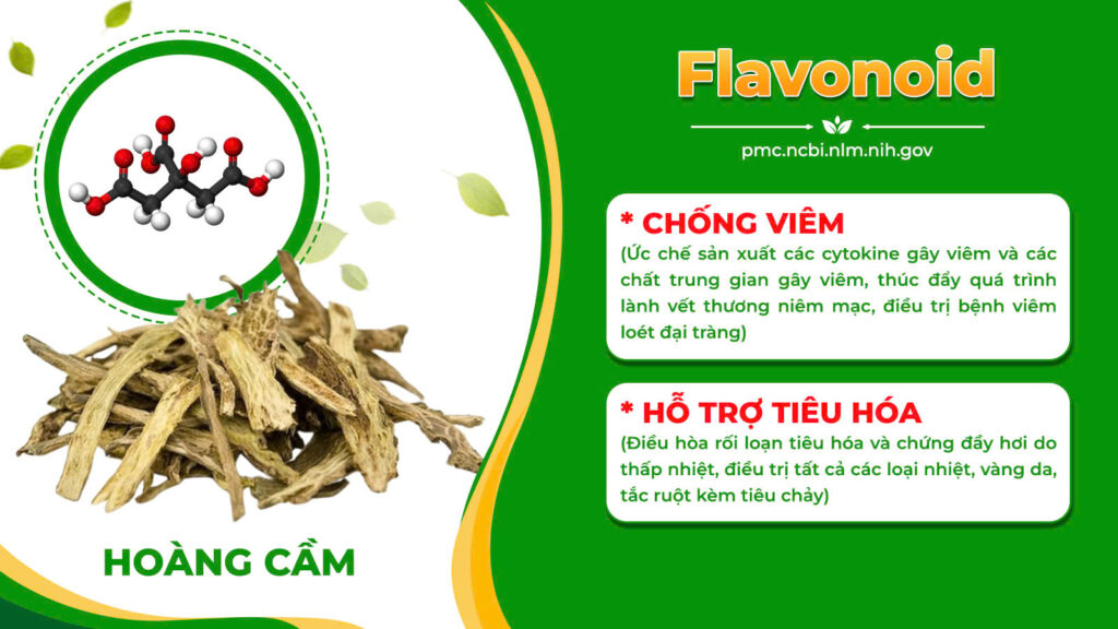 Thành phần hoá học đại tràng vỉ