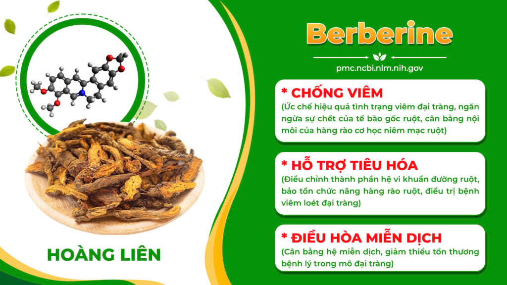 Thành phần hoá học đại tràng vỉ