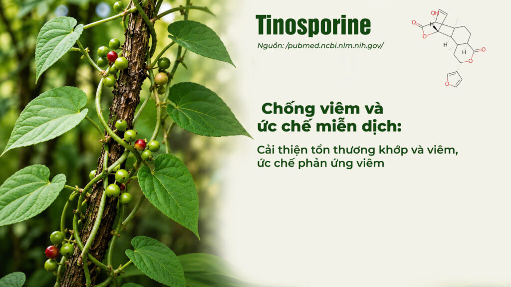 Thành phần hoá học dây đau xương 