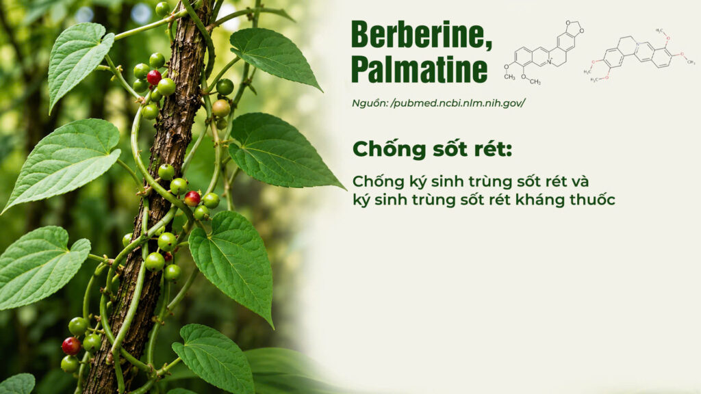 Thành phần hoá học dây đau xương 