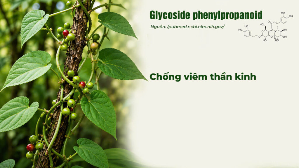 Thành phần hoá học dây đau xương 