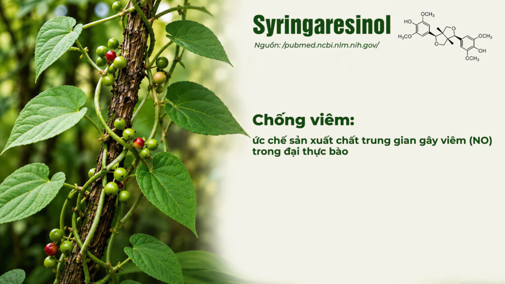 Thành phần hoá học dây đau xương 