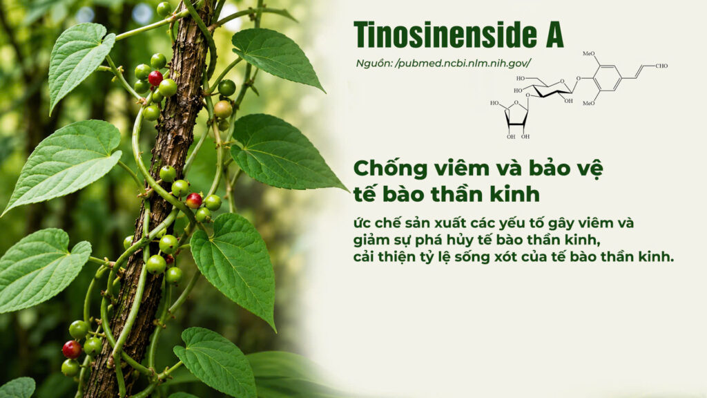 Thành phần hoá học dây đau xương 