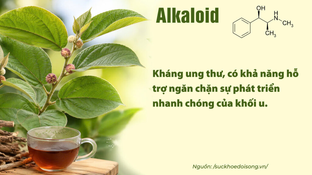 Thành phần hoá học dược liệu an xoa