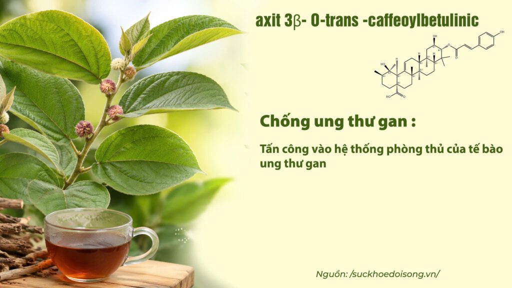 Thành phần hoá học dược liệu an xoa