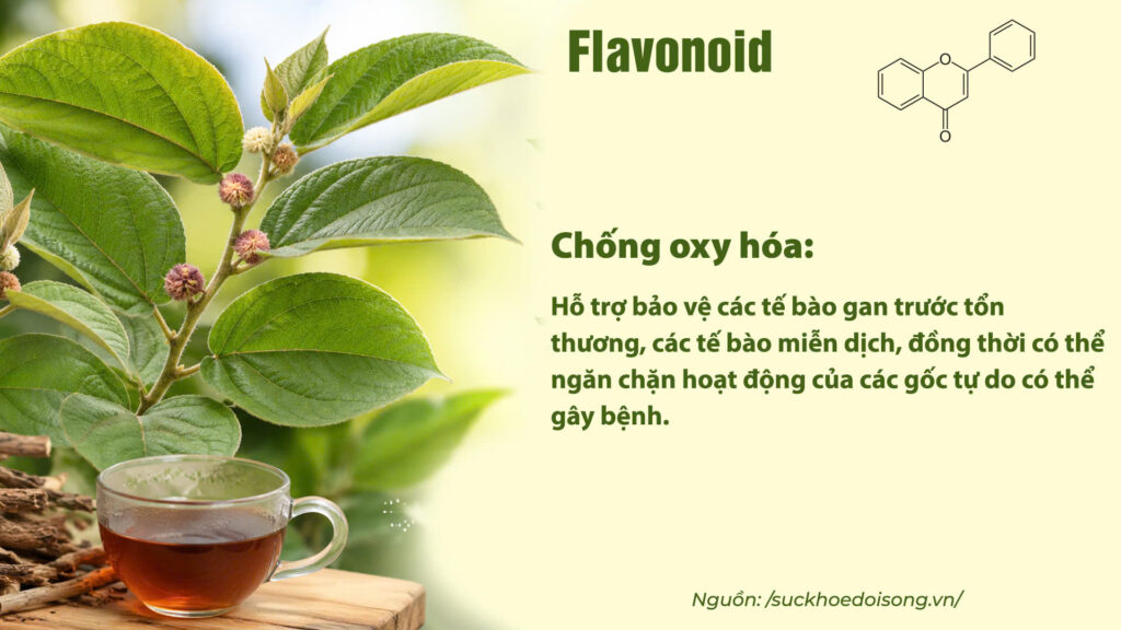 Thành phần hoá học dược liệu an xoa