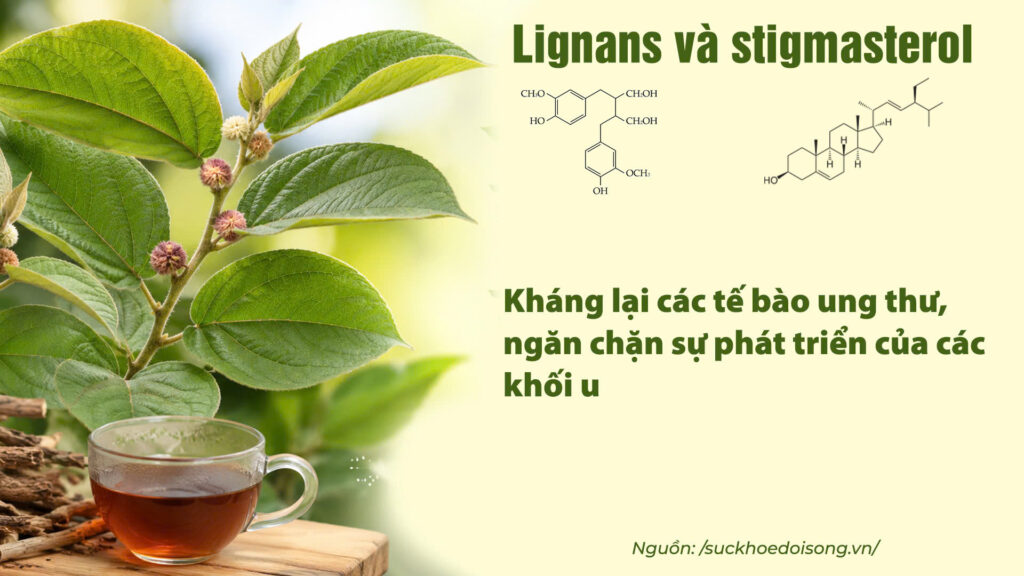 Thành phần hoá học dược liệu an xoa