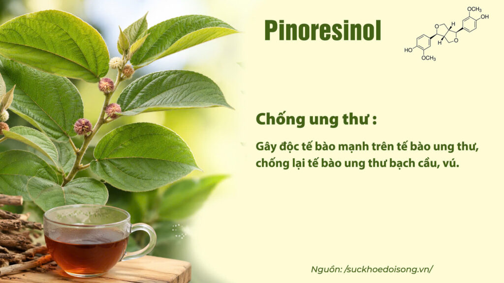 Thành phần hoá học dược liệu an xoa