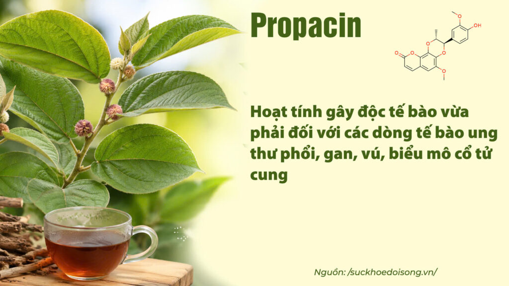 Thành phần hoá học dược liệu an xoa