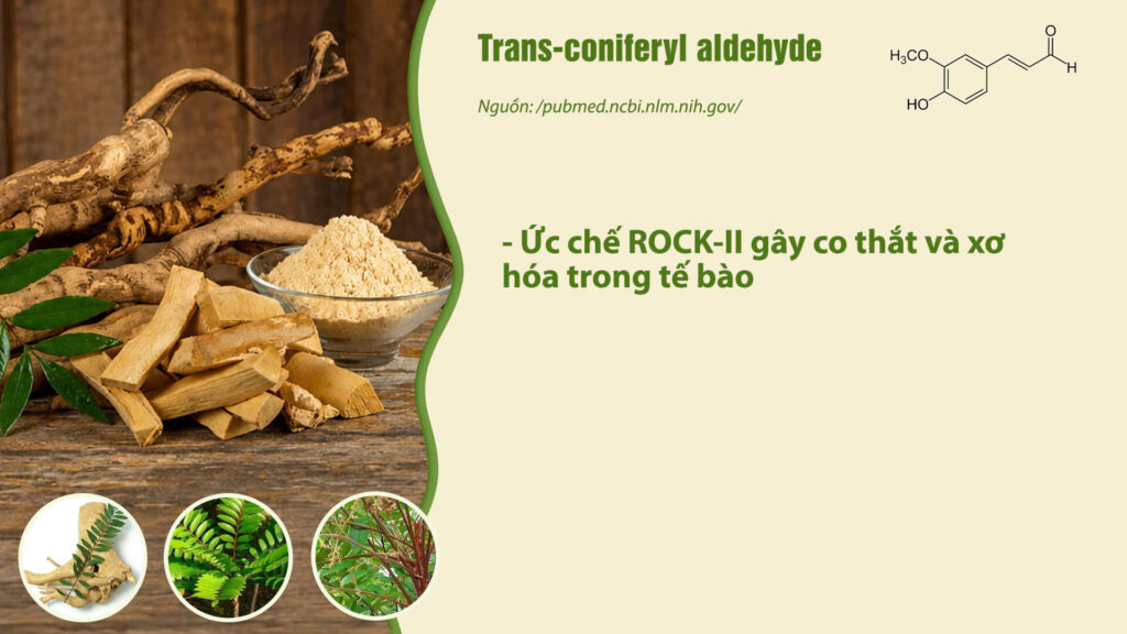 Thành phần hóa học dược liệu bách bệnh