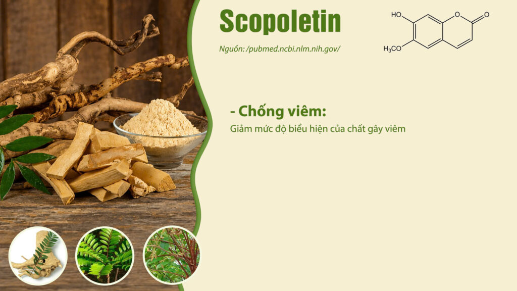 Thành phần hóa học dược liệu bách bệnh