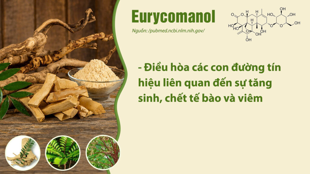Thành phần hóa học dược liệu bách bệnh