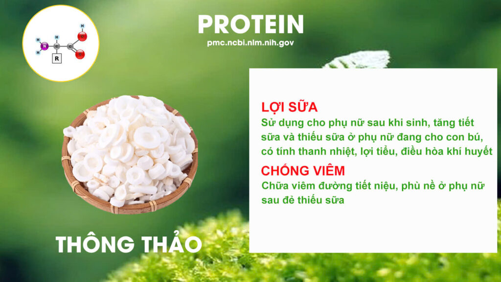 Thành phần hoá học lợi sữa