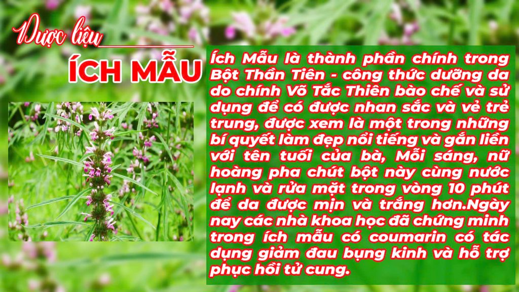 Câu chuyện dược liệu Ích mẫu - PQA Ngọc tố nữ