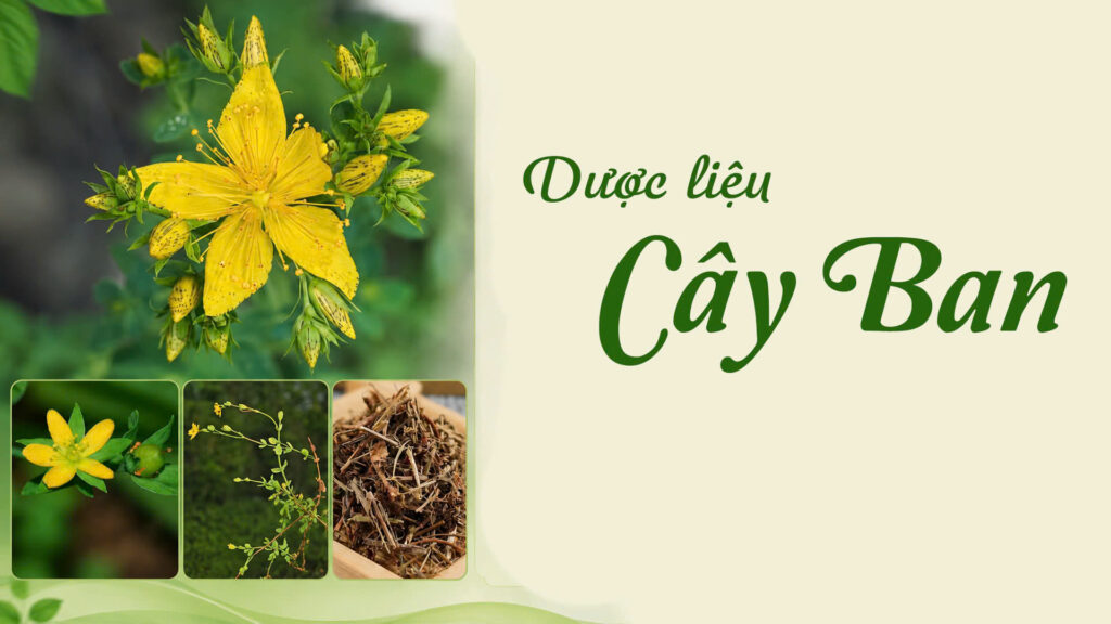 Cây ban