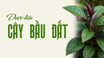 Cây bầu đất