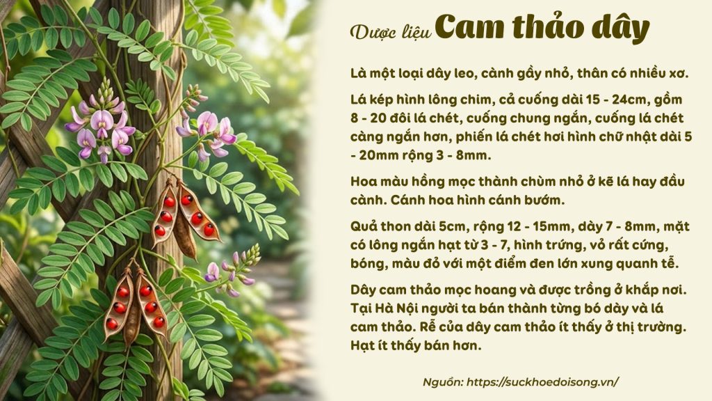 Dược liệu Cam thảo dây