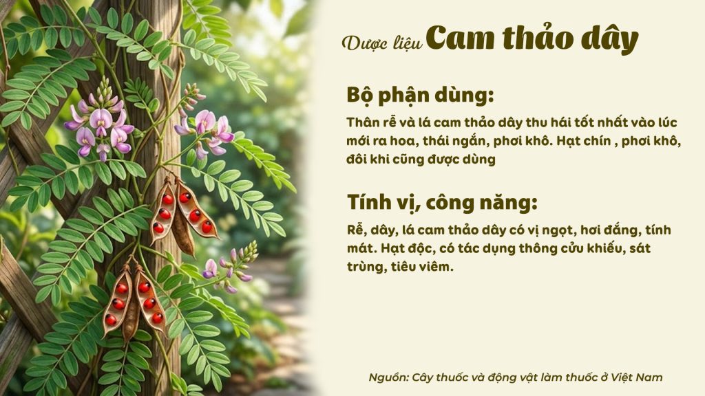 Dược liệu Cam thảo dây
