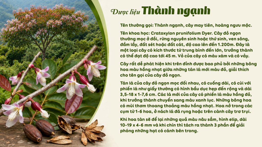 Dược liệu Thành ngạnh 