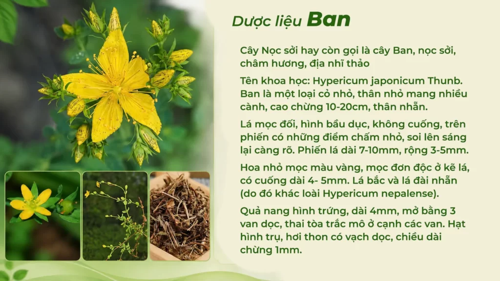 Dược liệu ban