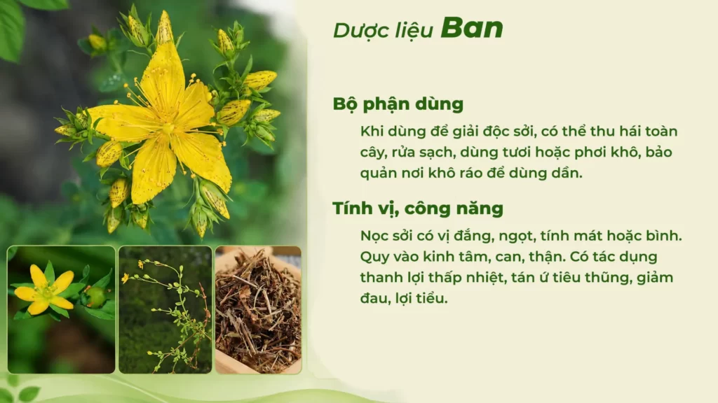 Dược liệu ban