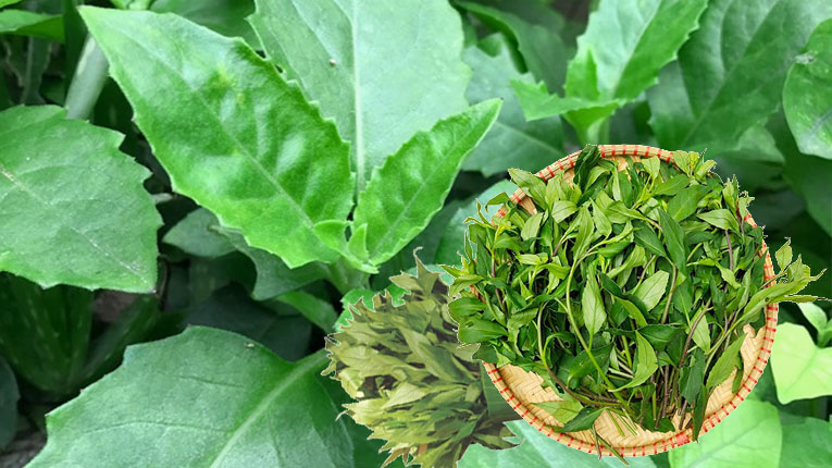 Dược liệu bầu đất