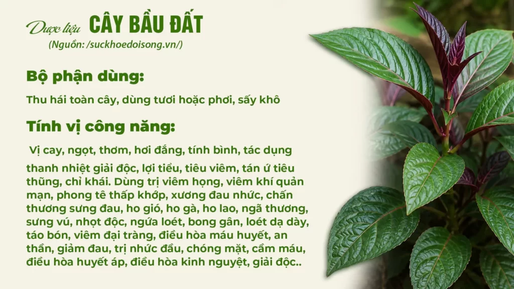 Dược liệu bầu đất