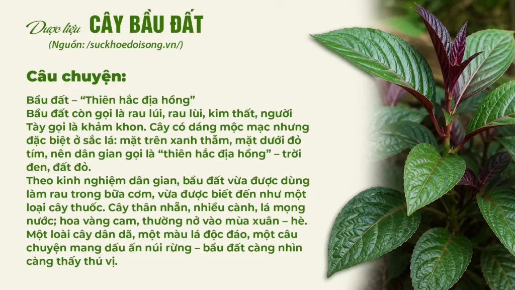 Dược liệu bầu đất