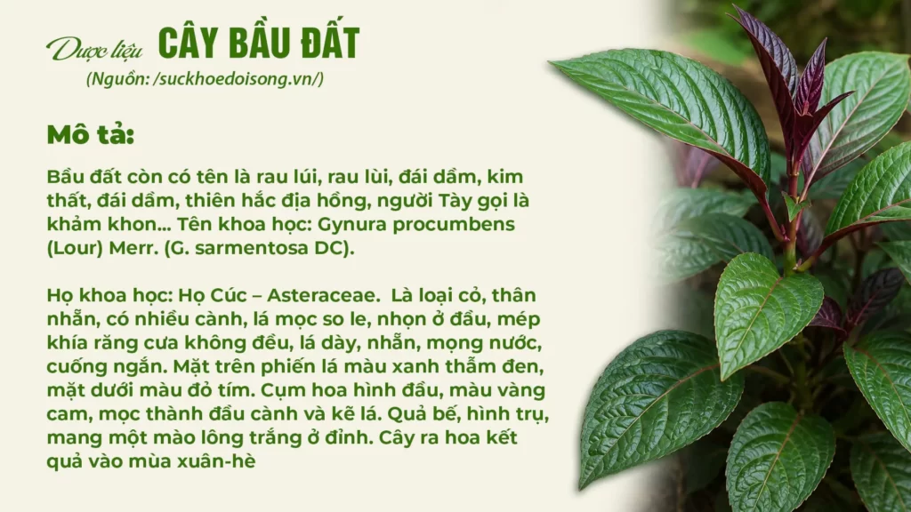 Dược liệu bầu đất