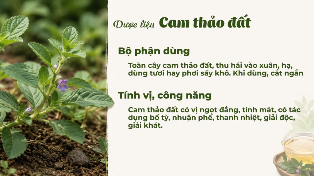 Dược liệu cam thảo đất