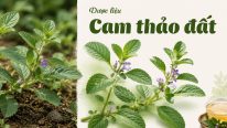 Dược liệu cam thảo đất