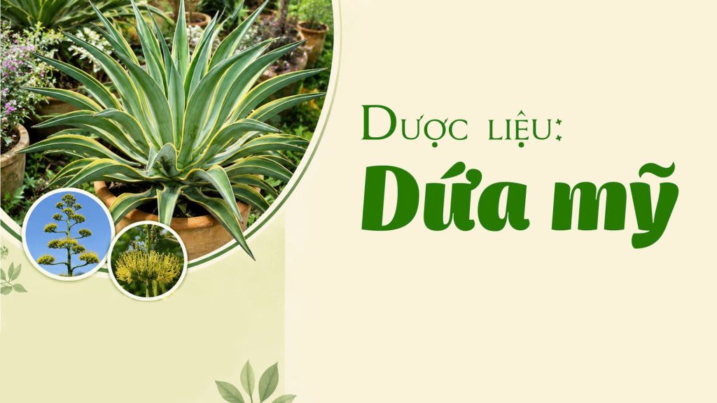 Dược liệu dứa mỹ