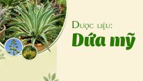 Dược liệu dứa mỹ
