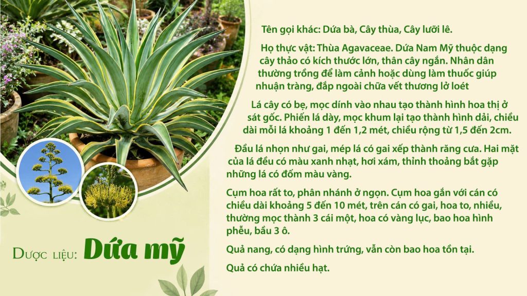 Dược liệu dứa mỹ