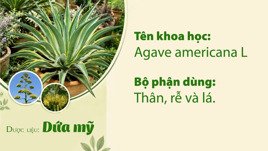 Dược liệu dứa mỹ