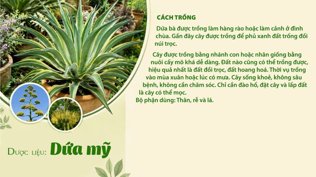 Dược liệu dứa mỹ