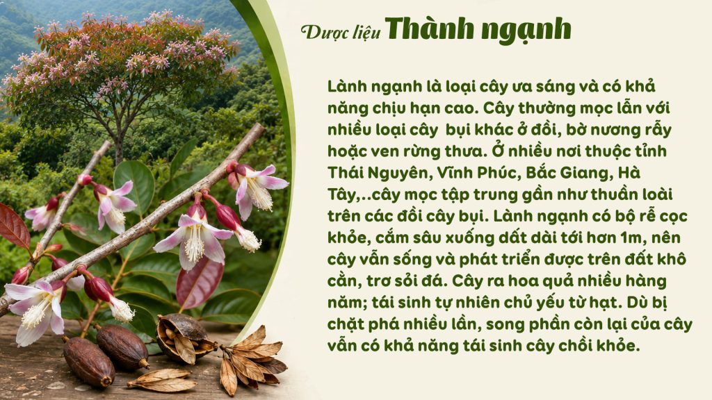 Dược liệu thành ngạnh