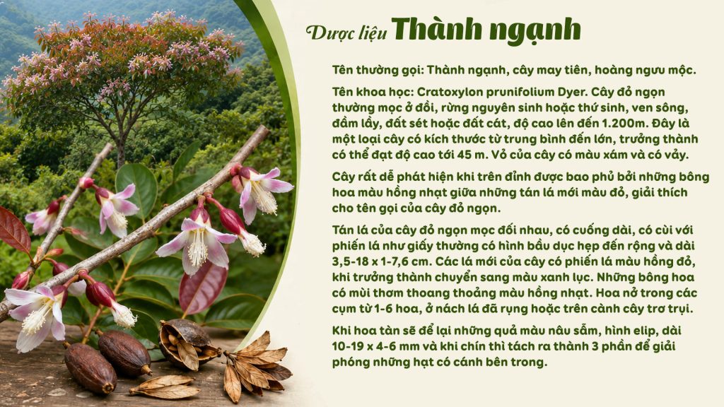 Dược liệu thành ngạnh