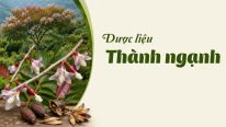 Dược liệu thành ngạnh