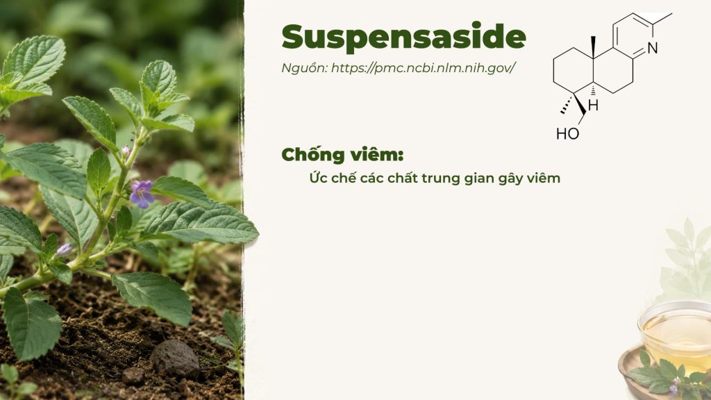 Thành phần hoá học Dược liệu cam thảo đất