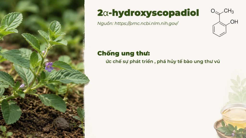 Thành phần hoá học Dược liệu cam thảo đất